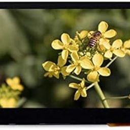 Waveshare 4.3inch Capacitive Touch LCD 800x480 Pixels Resolution IPS Panel 216 Colors Via The 24-bit RGB Interface for Pi 4B/3B+/3A+/3B/2B/B+/A+/Compute Module 3+/3,-3