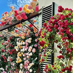 200+ SEEDS- Hybrid Climbing Rose Flower Mix Seeds, Year-Round Blooms-image-71