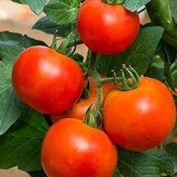 Fresh Garden Tomato seeds Vine-Ripened, Large Red,-image-74
