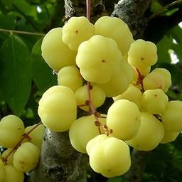 PLANT EXOTIC Star Gooseberry/Arinelli Rare Home Garden Healthy Plant (small amla plant) Nellika/Malay Berry Herb Green Plants For Gifting| Noyal,Royal Plant for All Season-image-68