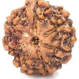 MAA SHAKTI GEMS Pure 7 Mukhi Rudraksha Nepali Beads Superb Natural सात मुखी रुद्राक्ष For Make Pendant Seven Face Rudraksha IGL Lab Certified Blessed Lord Lakshmi Sat Mukhi Rudraksha Turnk Beads-24
