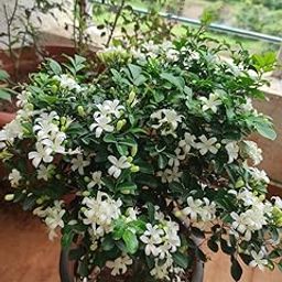 Greenery Nursery Madhu Kamini Flower Highly Fragrant Flower Plant & Tree | Murraya Paniculata Flower Plant & Tree (Pack Of 1) JG01-image-52