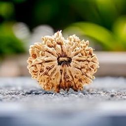 WorldwideGem Fifteen Mukhi Rudraksha Traditional 15 Face Rudraksha Original Certified Pandra Mukhi Rudraksha Holy Bead Religious 15 Mukhi Nepali Rudraksha Pandrah Mukhi Rudraksha for Meditation-17