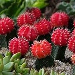 Live Plant Nursery NCR Moon Cactus (Grafted, Orange) - Cactus Plant-picture-20
