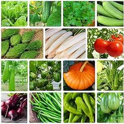 Rainy season vegetables seeds (200 seeds)-image-19