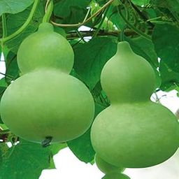 VibeX Giant Bottle Gourd Seeds-50 Seeds-image-44