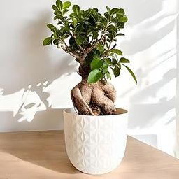 Amulya FARMS & NURSERY Unique & Rare Ficus Bonsai Live Plant 10 YEARS old with 6” Premium Metal Pot | Indoor Live Plants for Home, Table, Kitchen & Desk Decor | Bonsai Plants | Collector’s Fav-image-7