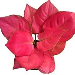 Aglaonema Red Lipstick Indoor Plant (Live Plants) with Plastic Pot-image-9