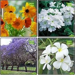 Creative Farmer Gardening Plant Seeds Combo Tree Seeds : Jacaranda, Kamini Seeds, Calendula- Mixed, Verbena-Crystal Flower Seeds Fruit Seeds For Home Garden-image-2