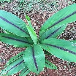 Creative Farmer Curcuma Caesia,Black Turmeric, Kali Haldi Live Plants-image-57