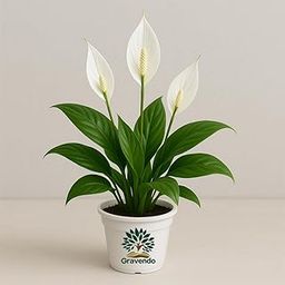 Gravendo Live Peace Lily (Spathiphyllum) Plant in Plastic Pot | NASA Approved Air Purifier Indoor Plant | Good Luck Houseplant for Home & Office | Low Maintenance | Best for Home Decor & Gifting-picture-19