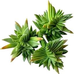 Mphmi Seedless Plant Outdoor Plants Crassula Red Pagoda Succulent Plant-12