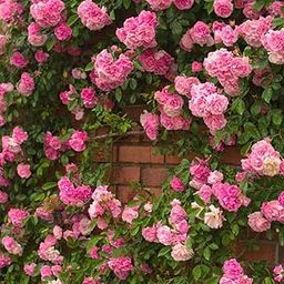 NooElec Seeds India Pink Climbing Rose All Season Flower Seeds (Pack Of Avg 20 Seeds)-image-27