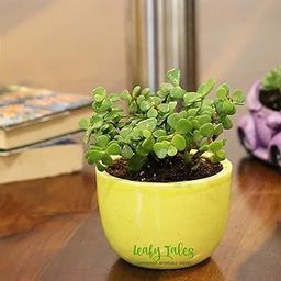 Leafy Tales Button Jade Live Plant in Yellow Ceramic Urn Pot-image-90