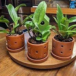 The Handicraftian Exclusive Terracotta Modern Orchid Small Planter for Indoor Outdoor and Home Dcor (4 Inch-Set of 2)-image-1