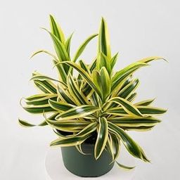 Greenursery Song of India Live Plant | Dracaena reflexa | Indoor Plant | Working Space Utilize Decorative Plant | Low Maintaining Plant | Air Purifying Plant With Pot (1)-image-70