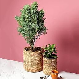 Habere India-All The Cultures Fabricating India Basket | Wardrobe Organizer | jute basket for storage | Storage baskets | Round Jute Baskets (Set of 2- S:15x15 cm, M: 20x20 cm)-image-64