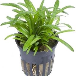 Sagittaria sabulata (pack of 2 pots)-image-25