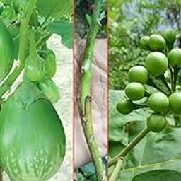 Brinjal plant live plant (Pack of 1)-image-62