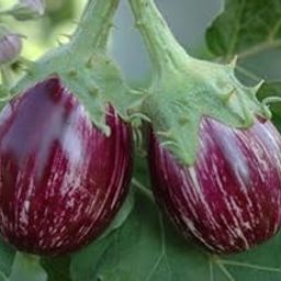 Creative Farmer Vegetable Seeds Kashmiri Brinjal Eggplant Seeds - Brinjal Cluster Seeds Seeds Organic Home Garden Seeds-image-35