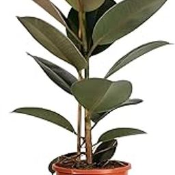 Live Rubber Plant (Ficus Elastica), Indoor Potted Plant with Glossy Dark Black Leaves, Low Maintenance, Beautiful And Healthy Good Luck Indoor - Outdoor Live Plant, Without Pot, (Singel Pack Of 1)-image-31