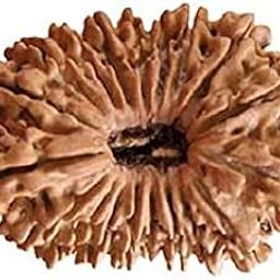 Original Certified Nepali Brown 19 Mukhi Rudraksha For Men & Woman with Silver Pendant 19 Face Rudraksh-13