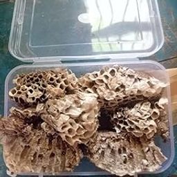 Yellow Bee Nest (4 x 6.5 inches nest) |Tattaiya Ka Chatta| Bhirad ka chatta 4x6.5 inches (Multi color).-image-30