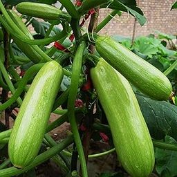 VibeX Home Garden Squash Cucurbita Pepo Vegetable Marrow Cocozelle Seeds Plant-50 Seeds-image-31