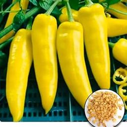 Hungarian Wax Yellow Chili Pepper Seeds, 31 Seeds Pack for Growing at Home and Spicing Up Recipes-image-22