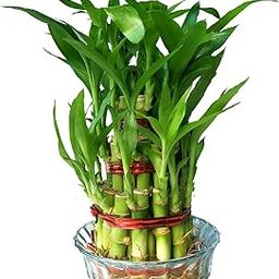 3 Layer Lucky Bamboo Plant (Healthy & Fresh) with Premium Glass Pot – Indoor Plant for Home & Office Décor | Feng Shui plant-picture-1