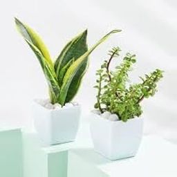 Indoor Snake Plant and Jade Plant Combo with Decorative Pots, Live Low-Maintenance Plants for Home and Office-image-79