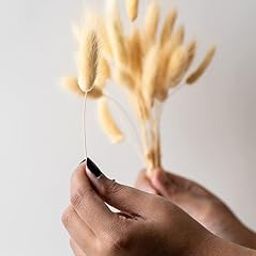 Whispering Homes Bunny Tail Dried Pampas Grass for Home & Office Decor | Beige| 15 Stems-image-1