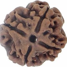 Arihant Gems and Jewels® 4 Mukhi/Faced Nepali Rudraksha | Natural & Certified | Astrological Benefits | Positive Energy | Unisex for Men & Women-image-83