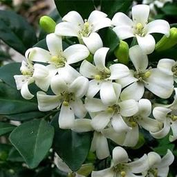 Madhu Kamini Flower Highly Fragrant/Murraya Paniculata Flower Plant & Tree (Pack Of 1)-image-54