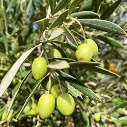 Mphmi Live Plant Nursery NCR Olive, Jaitun Live Nursery Outdoor Indoor Grafted Plant Plant-image-77