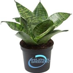 Sansevieria Snake Green Sansevieria Plant with Pot-image-24