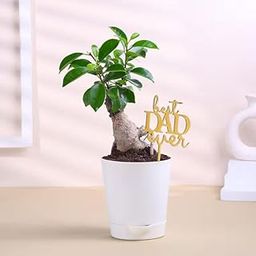 FlowerAura Air Purify Ficus Bonsai Live Indoor Plant in Plastic Pot With Topper For Birthday Gift & Father's Day Gift for Dad, Grandfather, Father-in-Law, Baba, Appa (Same Day Delivery)-image-60
