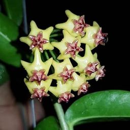 myBageecha - Hoya Densifolia f. dark-picture-25