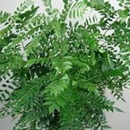 Rameshvar Enterprises | Meethi Neem (Curry Leaf) Plant-image-92