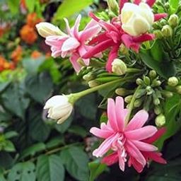 Red and White Double Colour Madhabilata Creeper Live Climber Flowering Outdoor Garden Wall or Boundary Fence Plant Pack of 1-image-109