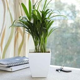 Mphmi Live Plants Green Paradise Air Purifier Areca Palm for Tabletop Indoor Live Plant in Perennial plants Pot-image-11