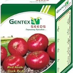 Gentex Seeds Red Kothi Onion Seeds 1Kg (Dark Red) | Vegetable Germination Sow and Grow Fresh Healthy Seeds For Your Home & Terrace Gardening Farming-image-32