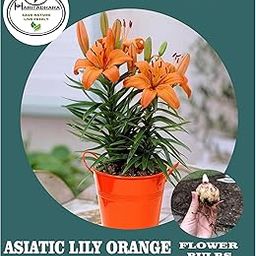 Haritadhara Asiatic Lily Orange Flower Bulbs Multi-Qty Packs For Home Gardening (3 Bulbs)-image-25