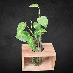 Haitchess Ventures Home Decor,Home Decor Items/propogation/Home Decoration Item for Living Room, Hall, Office- Modern Plant Holder with Wooden Stand & Clear Glass vase with 200 ml Water Capacity.-image-68