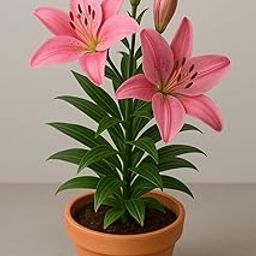 Plantogallery Asiatic Lily Flower Bulbs - Pack Of 1 Bulbs (Pink)-image-94
