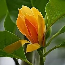SEEDERRA Golden Champa| Swarna Champa| Orange Swarna Champa|Sonchafa Flower |Michelia Hirwa Chafa| Magnolia Champaca|Champak Chafa Flower Plant Pack Of 1 Hybrid Healthy Live Plant-image-1