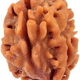 Three mukhi Rudraksha Natural Quality Bead Original, Certified Rudraksha for Men and Women, Color BrownX15-image-70