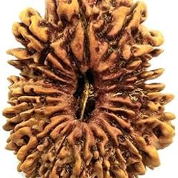 19 Mukhi Rudraksha 19 Mukhi Original Certified Nepali 27mm 19 Face Rudraksha Original Nepal 19 मुखी रुद्राक्ष उन्नीस मुखी रुद्राक्ष Nineteen Mukhi Rudraksha Unnis Mukhi-2