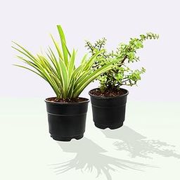 Nayra Button Jade and Spider Plant Set of 2 Plants Indoor Airpurifying Plants With Black Pot Live Plants For Living Room,Home and Office-image-36