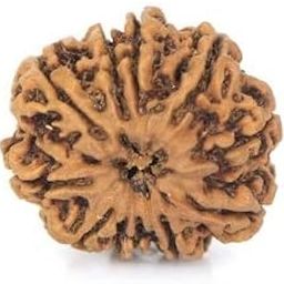 MAA Shakti GEMS 10 Mukhi Rudraksha IGL Lab Certified Natural Brown दस मुखी रुद्राक्ष Nepali Beads Ten Face Rudraksha for Make Pendant Mala Das Mukhi Rudraksha for Men Women-4